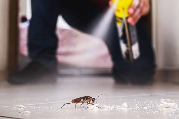 Wasp Removal Services in Fairfield, TX